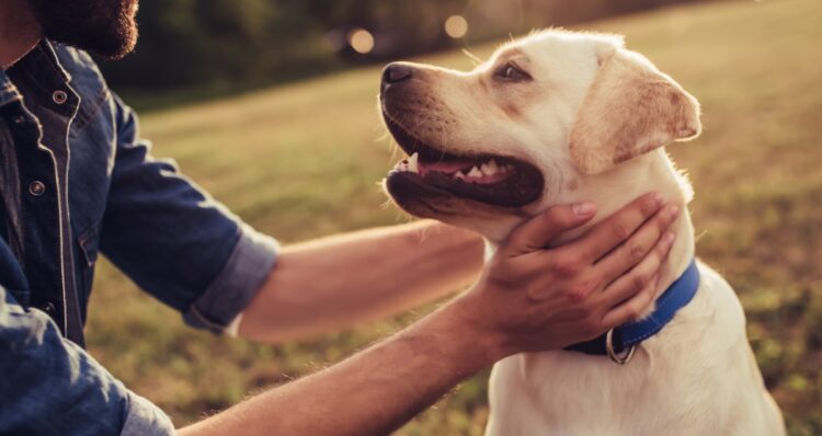 10 Animal-Based Nonprofits Making a Difference 1