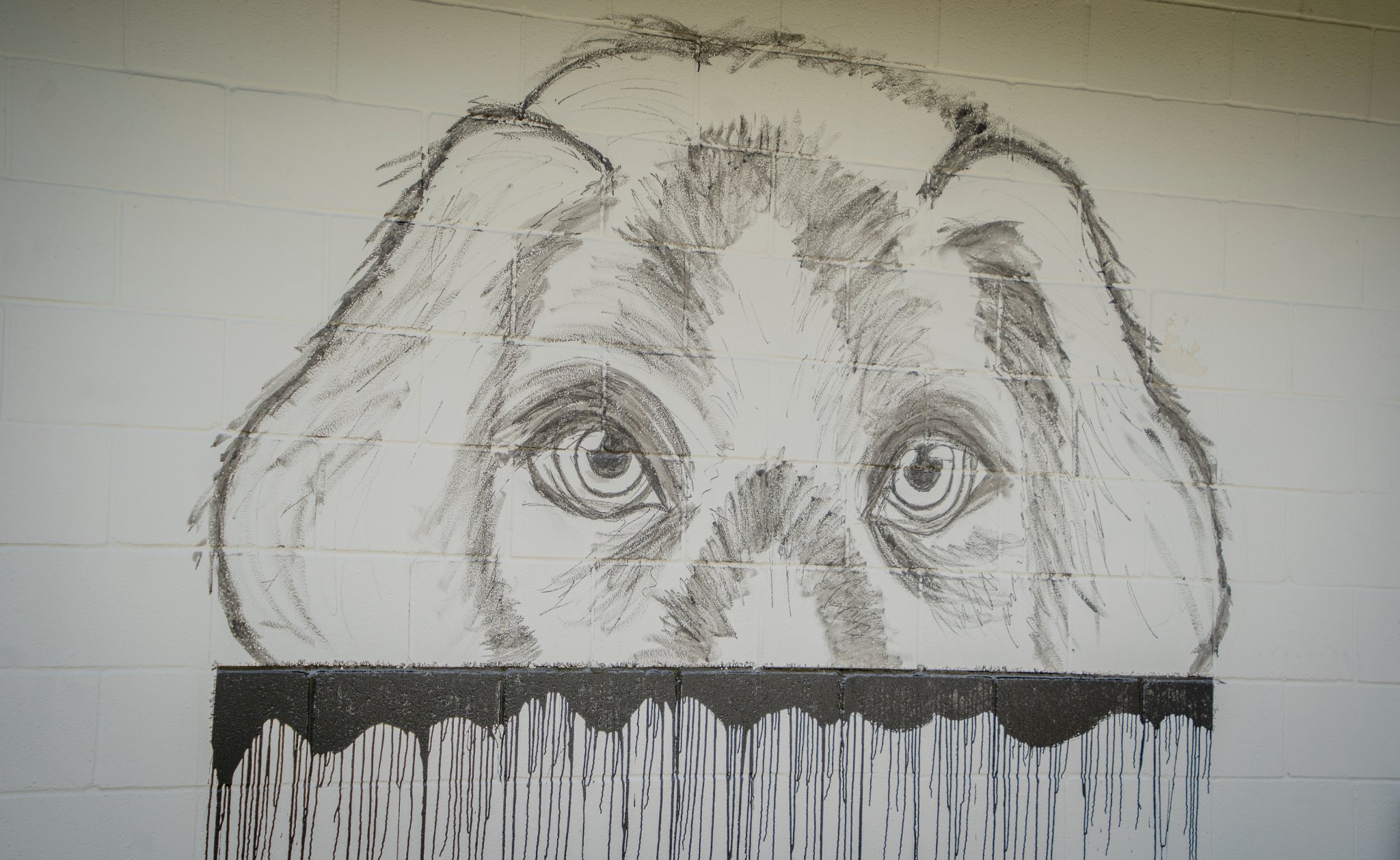 Animal services hopes new mural draws attention 2